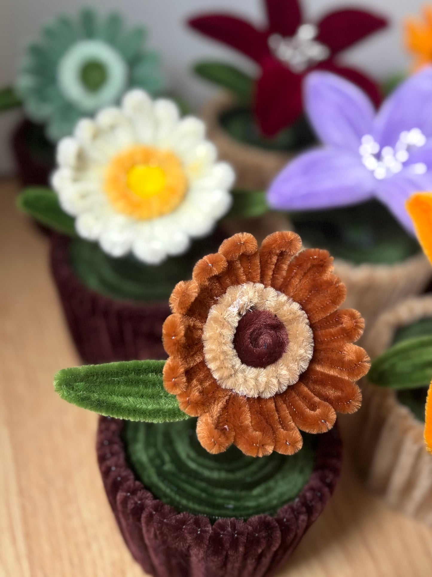 Pot éternel - Gerbera blanc