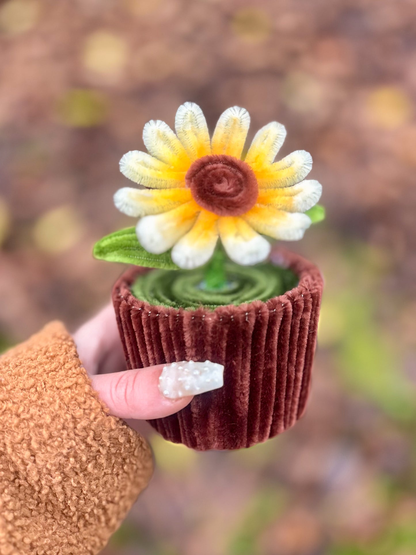 Pot éternel - Marguerite blanche