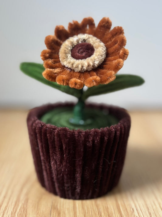 Pot éternel - Gerbera camel