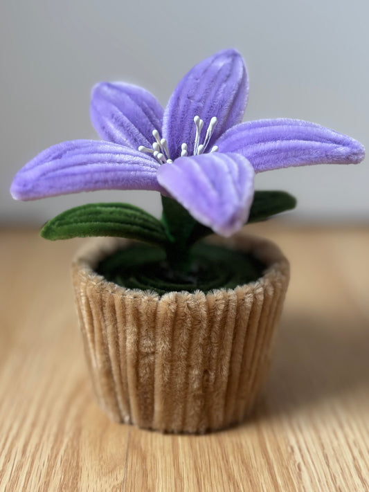 Pot éternel - Lys lilas