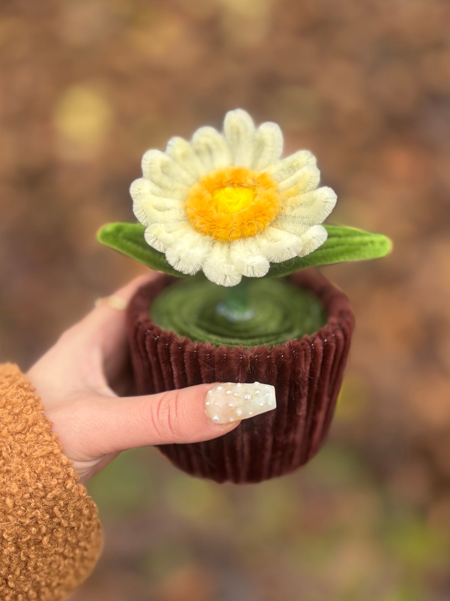 Pot éternel - Gerbera blanc