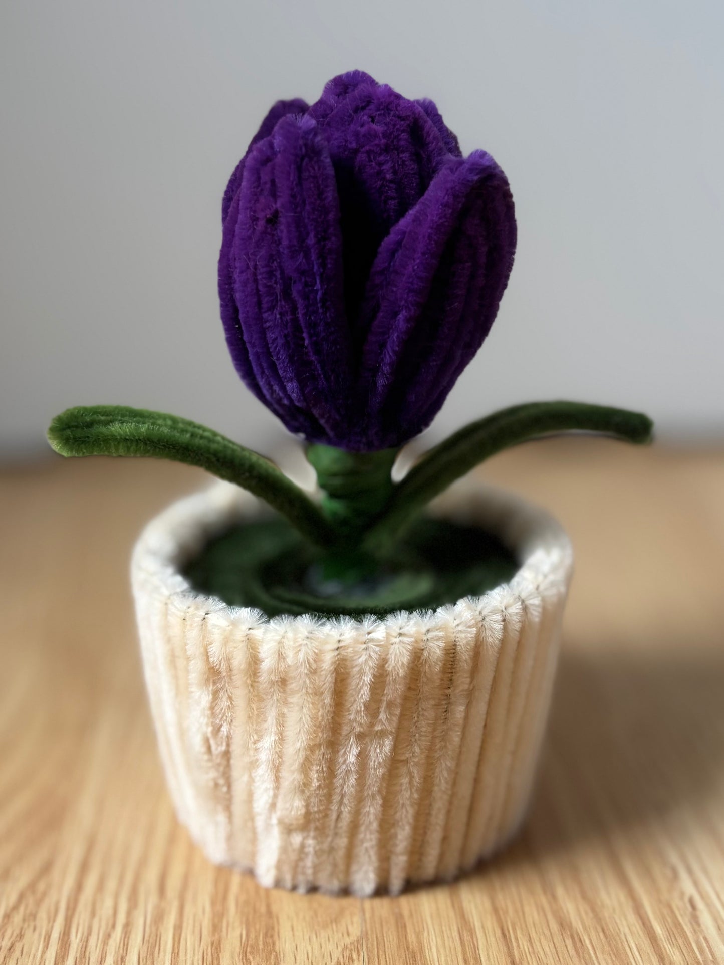 Pot éternel - Tulipe violette