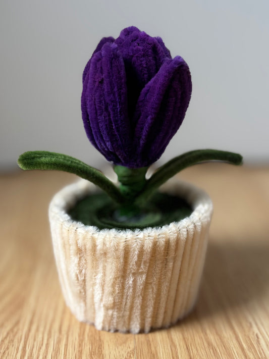 Pot éternel - Tulipe violette