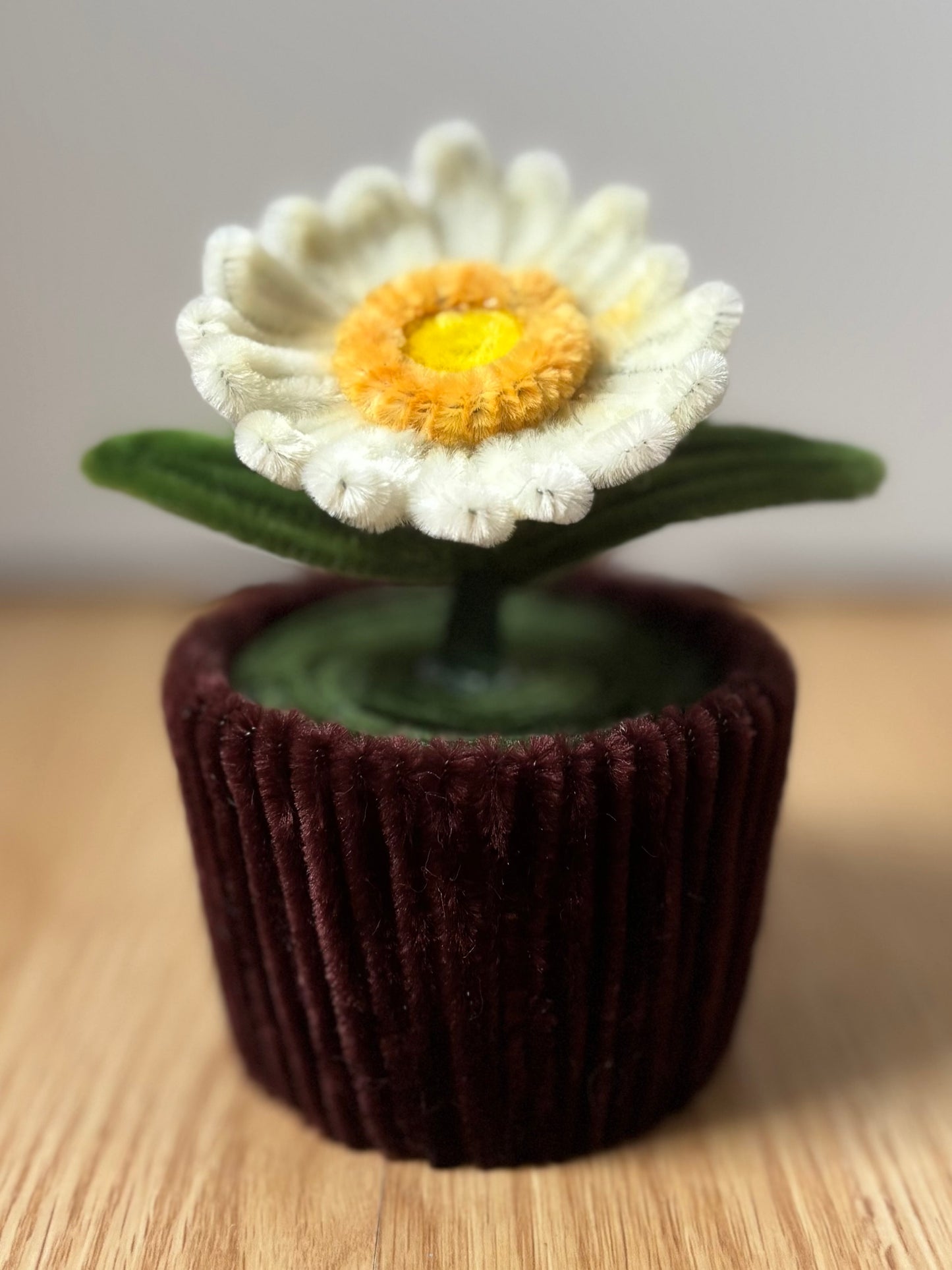 Pot éternel - Gerbera blanc