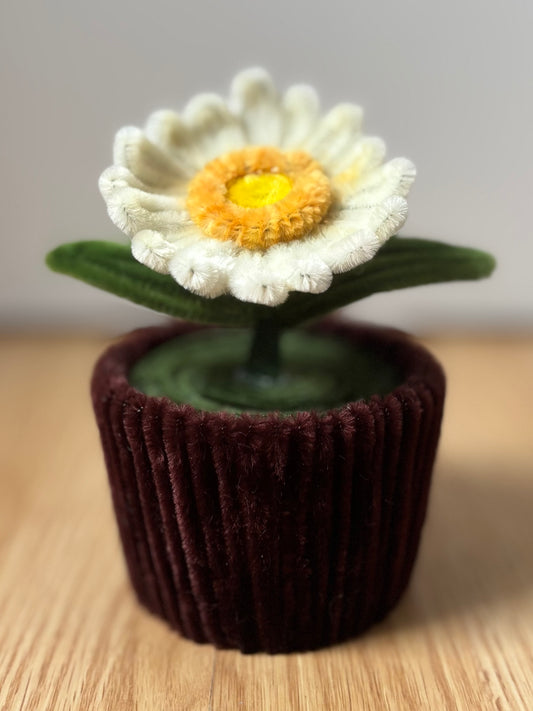 Pot éternel - Gerbera blanc