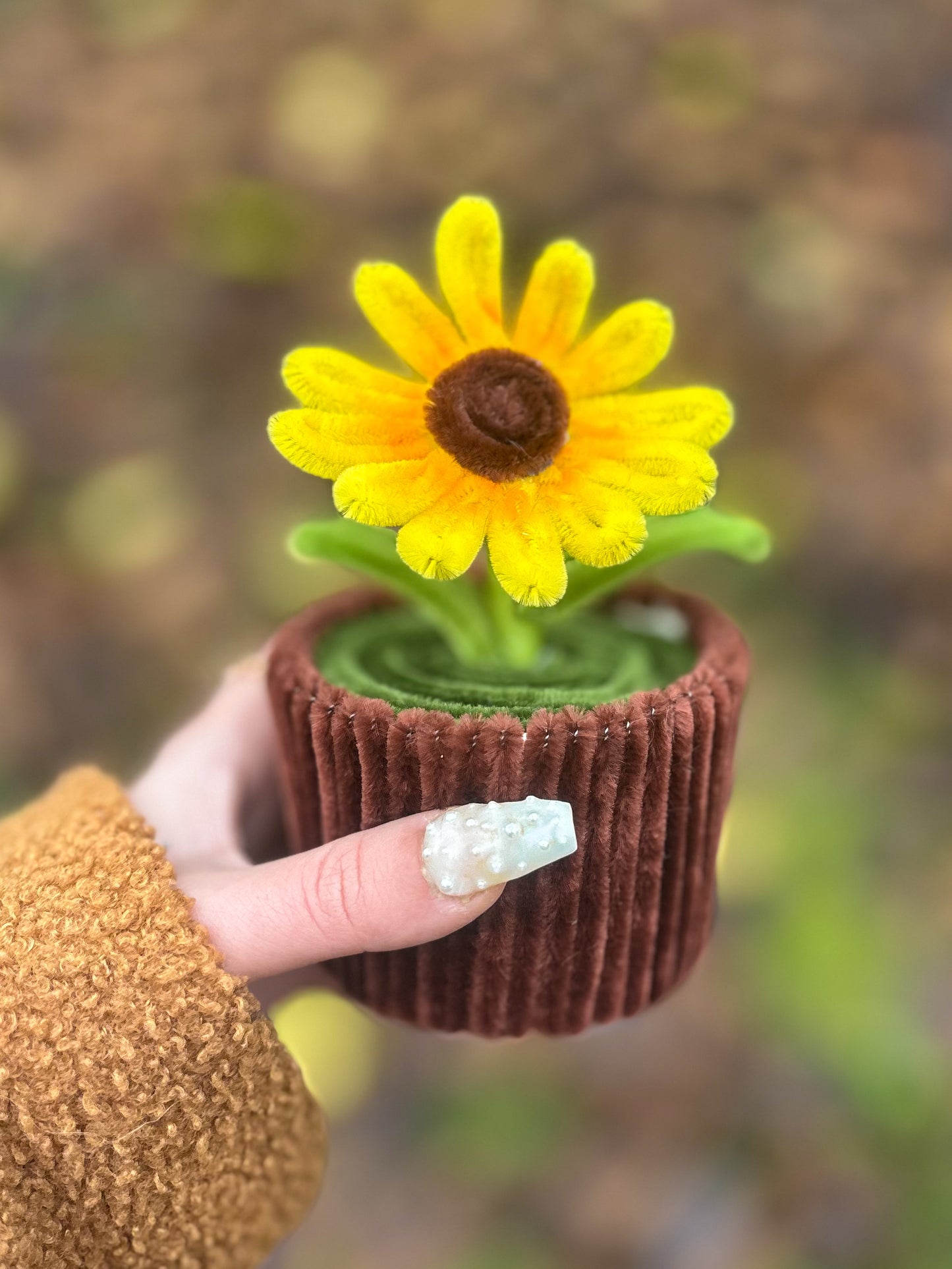 Pot éternel - Marguerite jaune