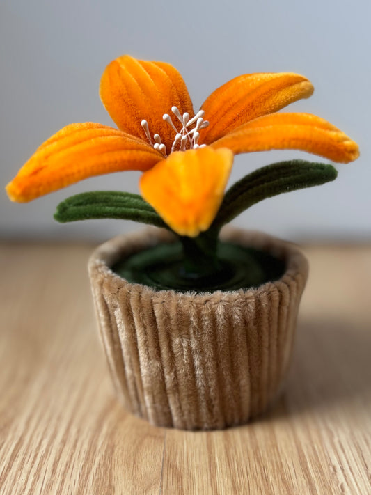 Pot éternel - Lys orange