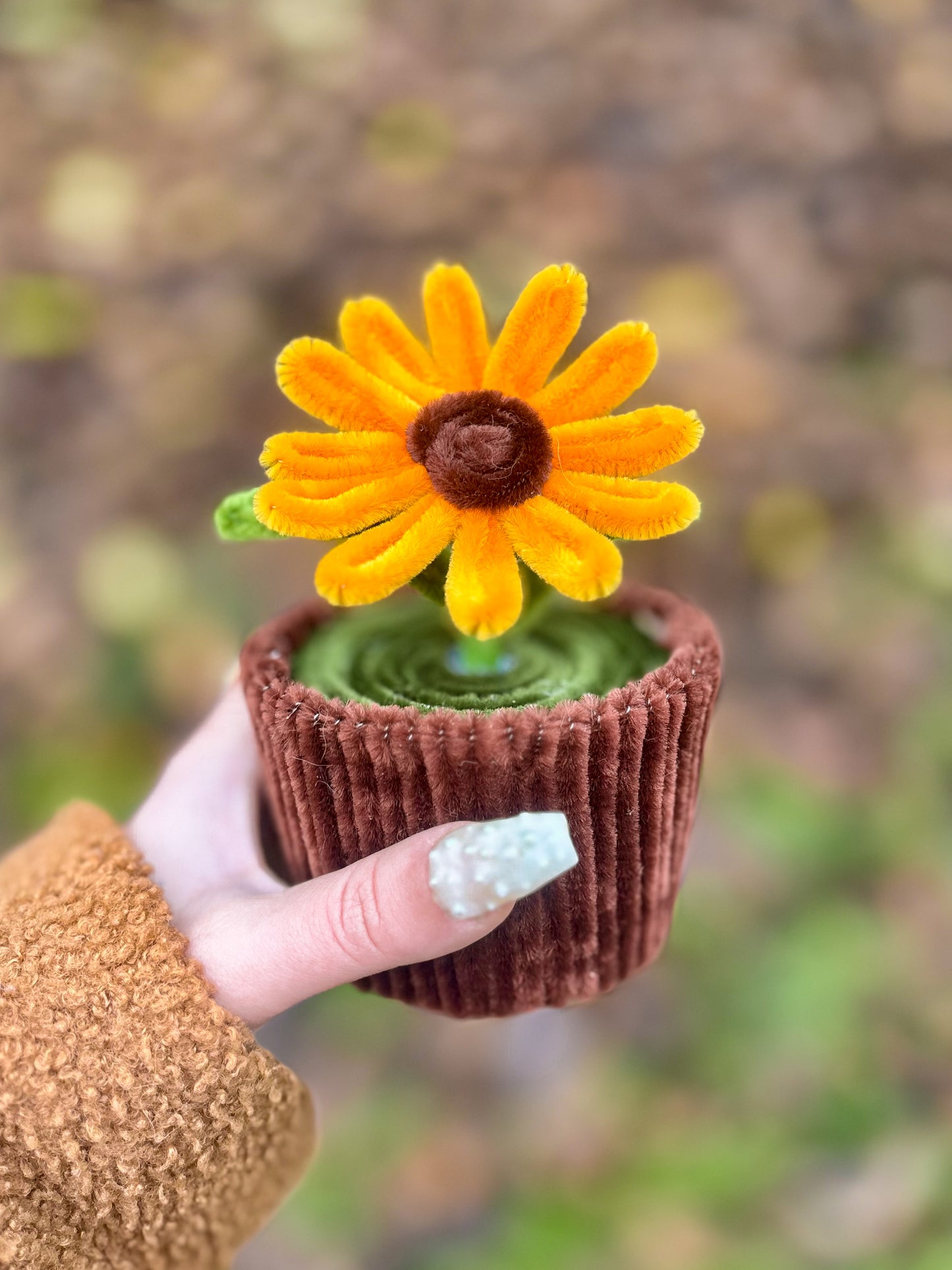 Pot éternel - Marguerite orange