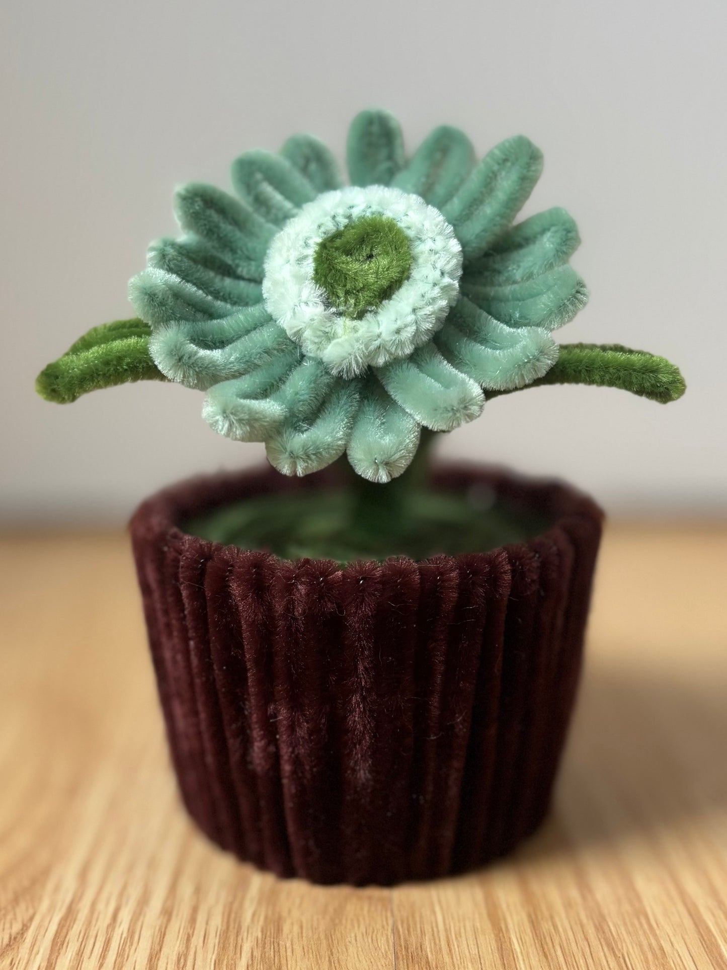 Pot éternel - Gerbera vert d’eau