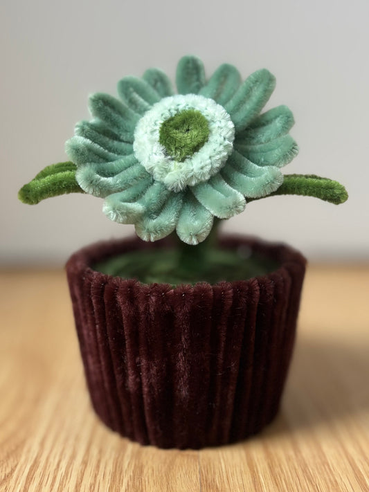 Pot éternel - Gerbera vert d’eau