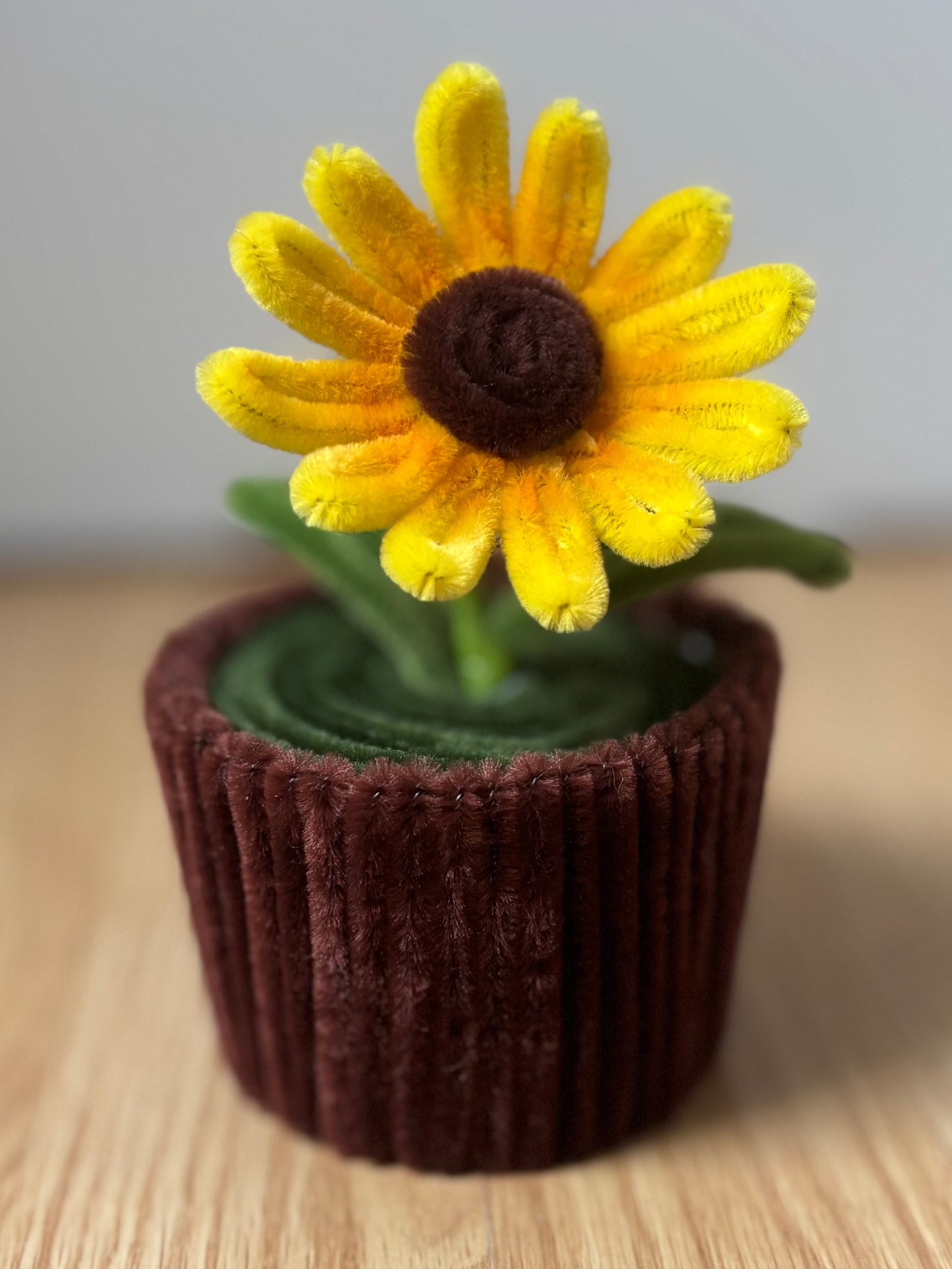 Pot éternel - Marguerite jaune