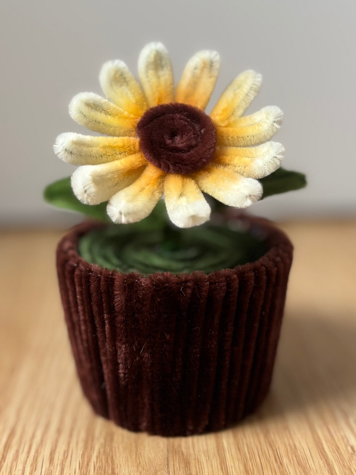 Pot éternel - Marguerite blanche