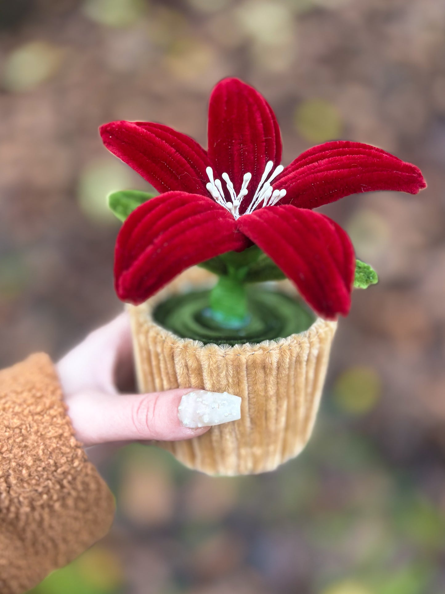 Pot éternel - Lys rouge