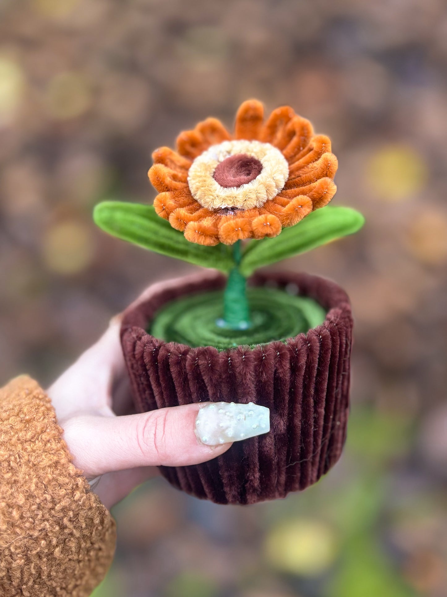 Pot éternel - Gerbera camel