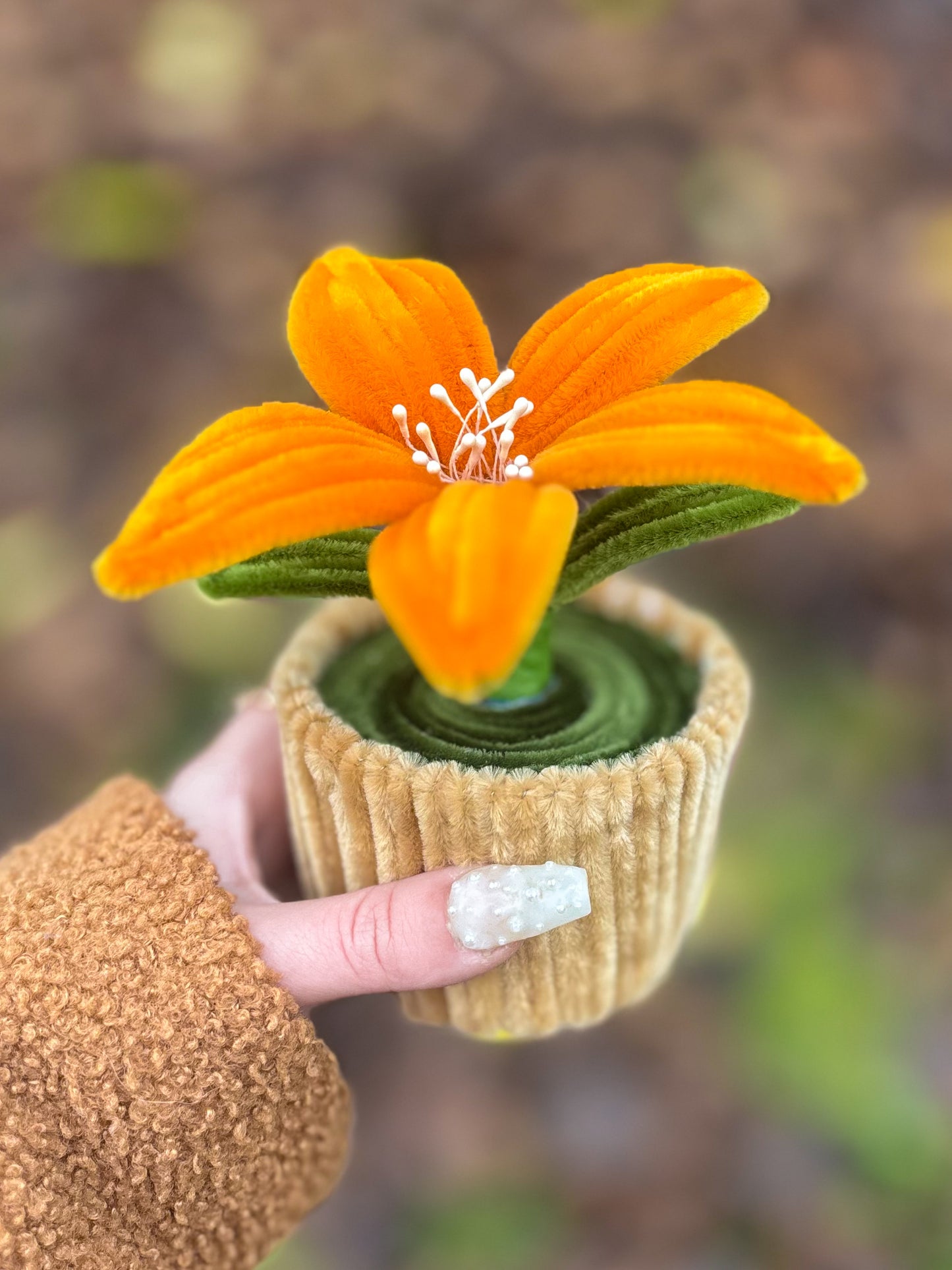 Pot éternel - Lys orange