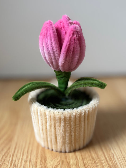 Pot éternel - Tulipe rose