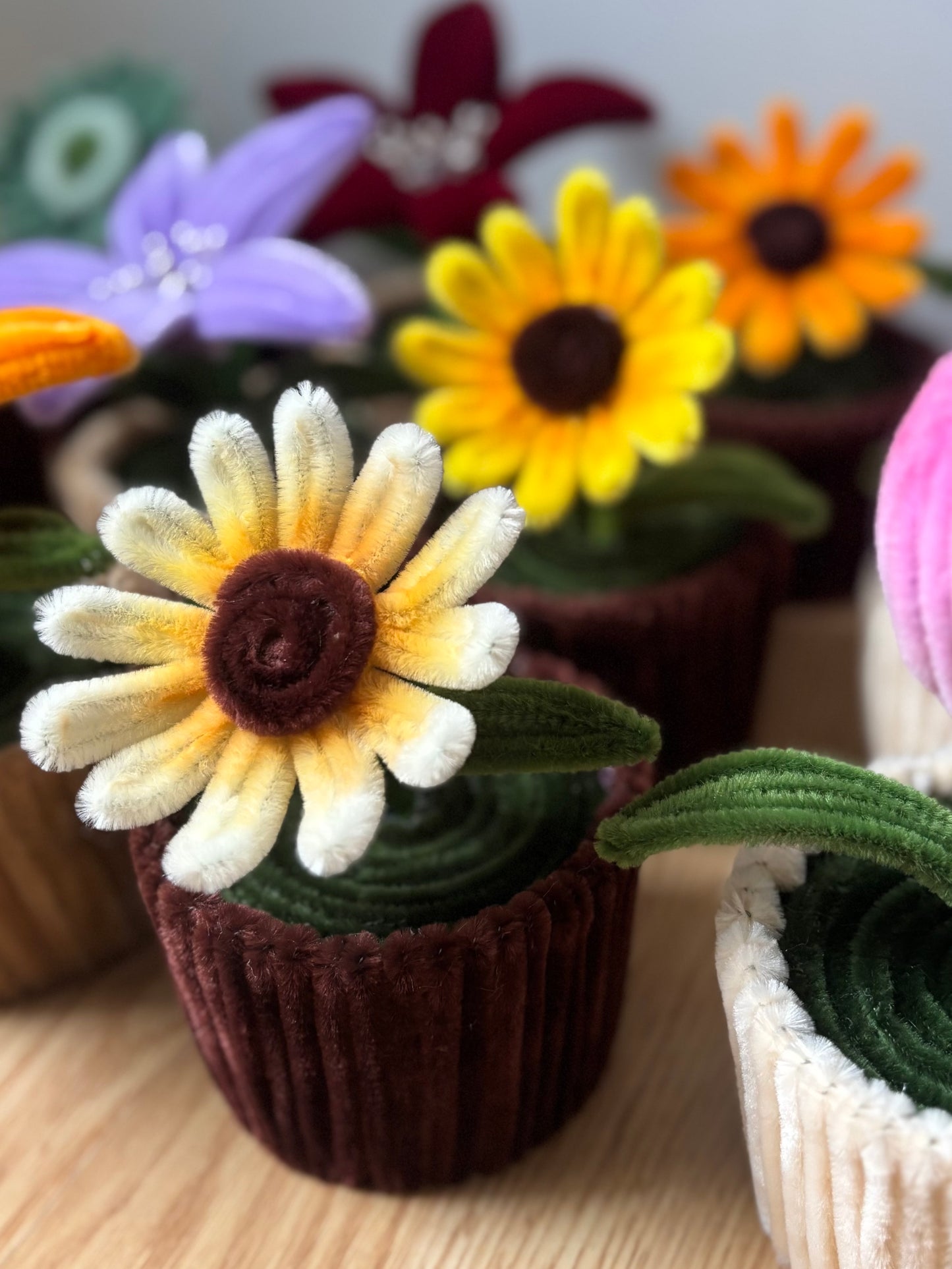 Pot éternel - Marguerite jaune