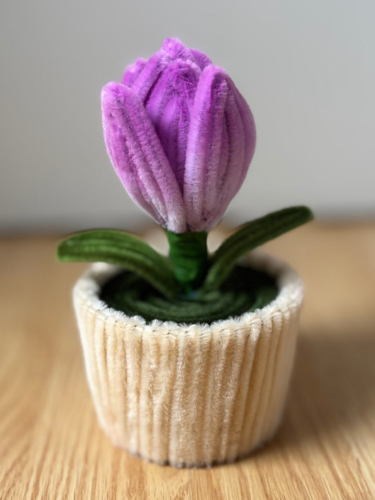 Pot éternel - Tulipe lilas