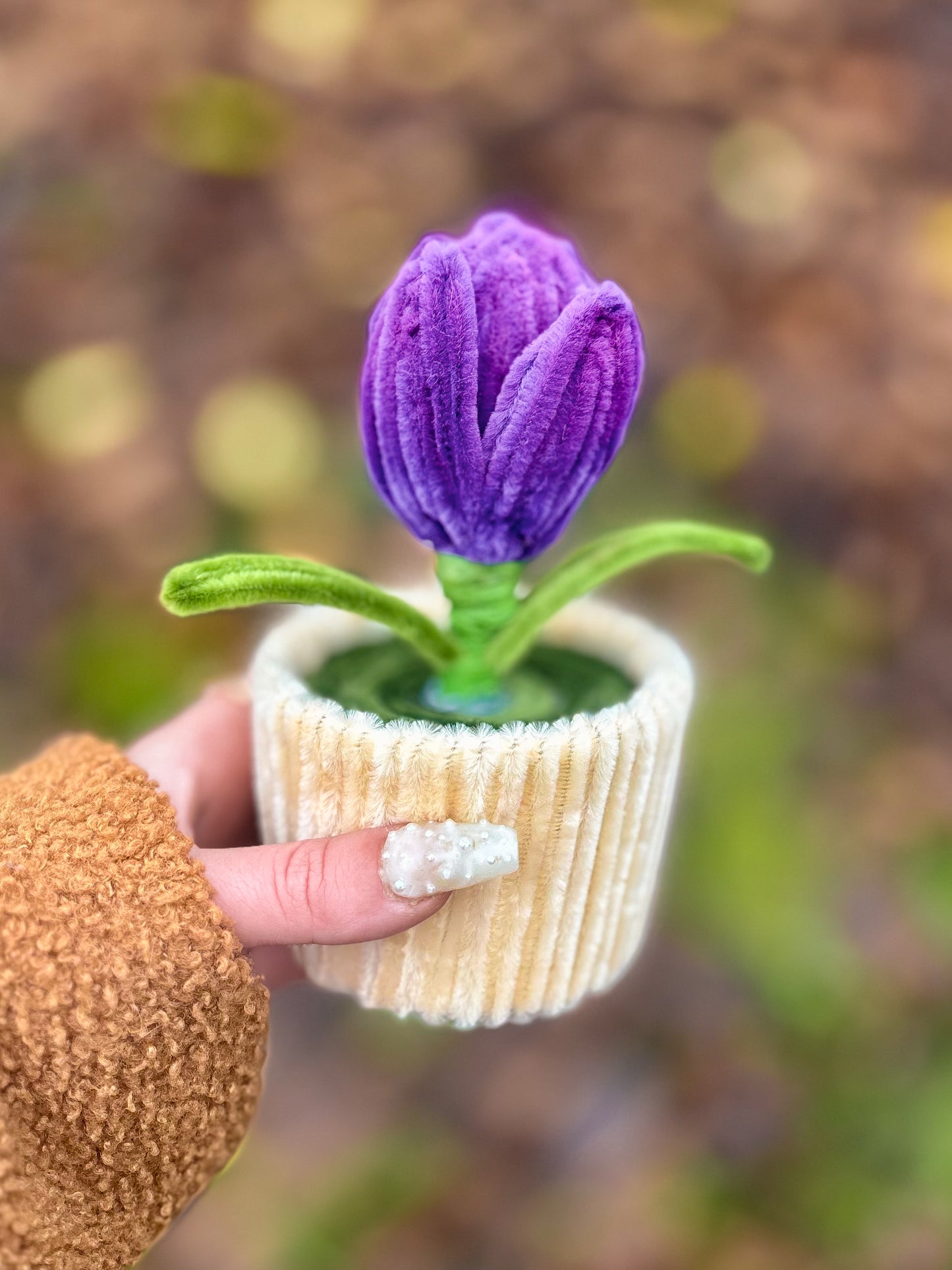 Pot éternel - Tulipe violette