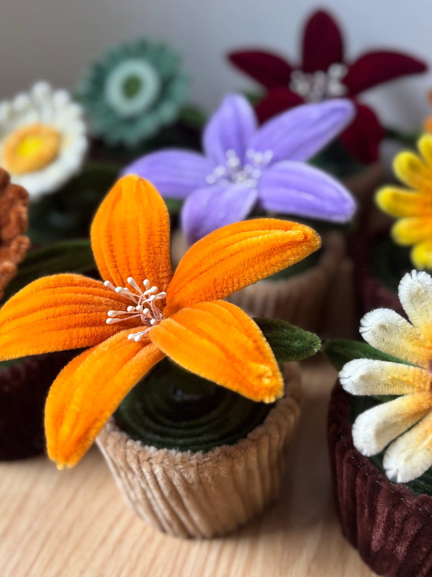 Pot éternel - Lys orange