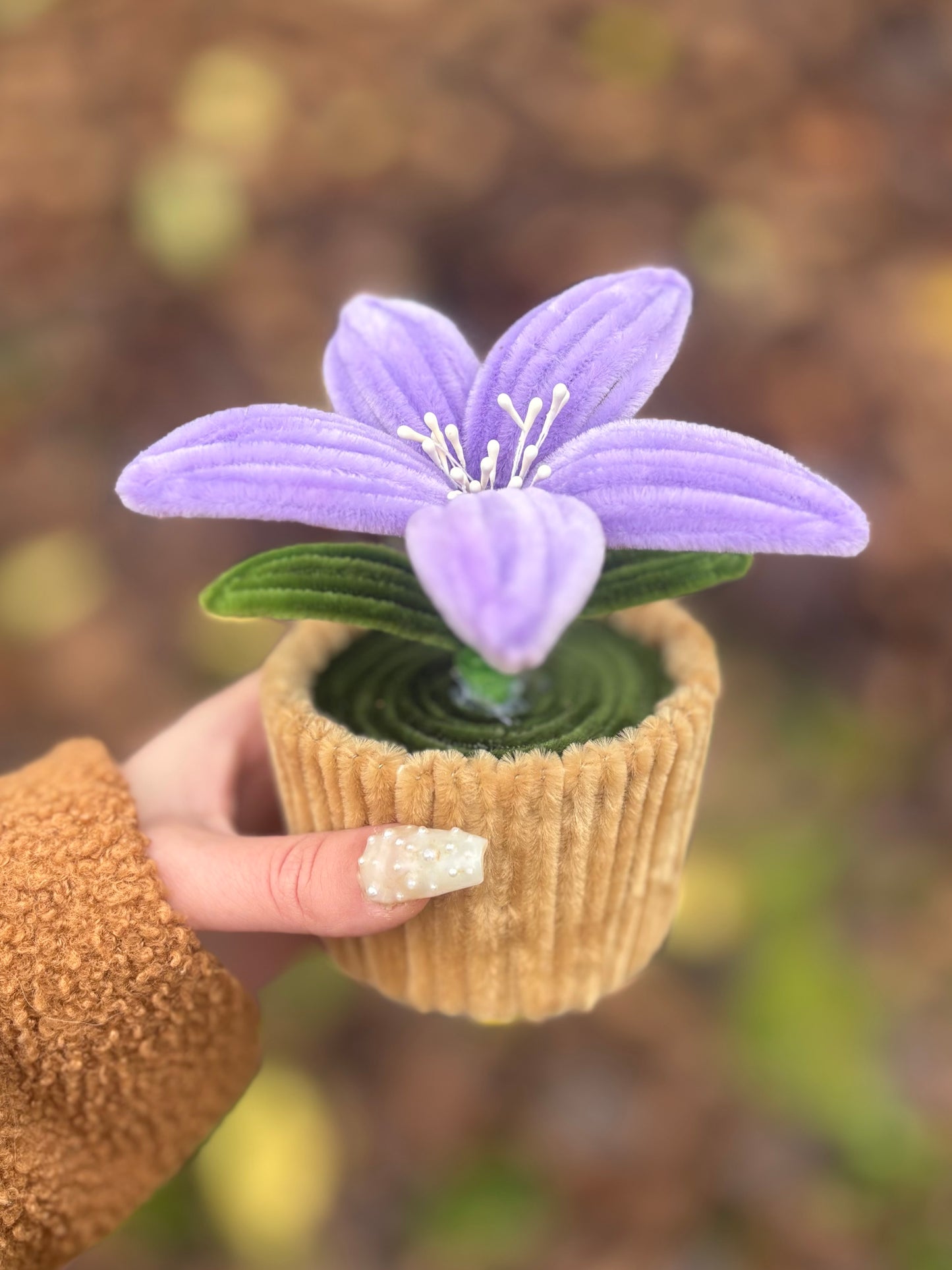 Pot éternel - Lys lilas